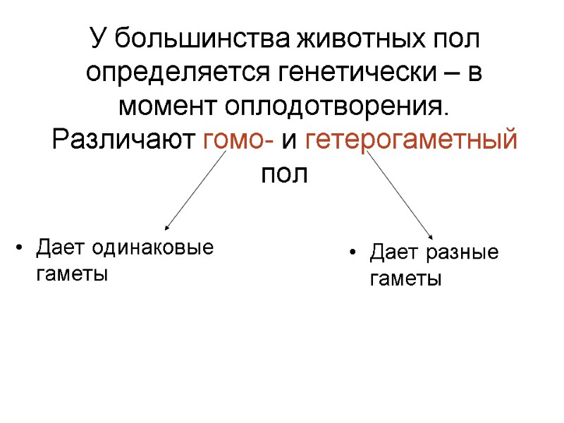 У большинства животных пол определяется генетически – в момент оплодотворения. Различают гомо- и гетерогаметный У большинства животных пол определяется генетически – в момент оплодотворения. Различают гомо- и гетерогаметный